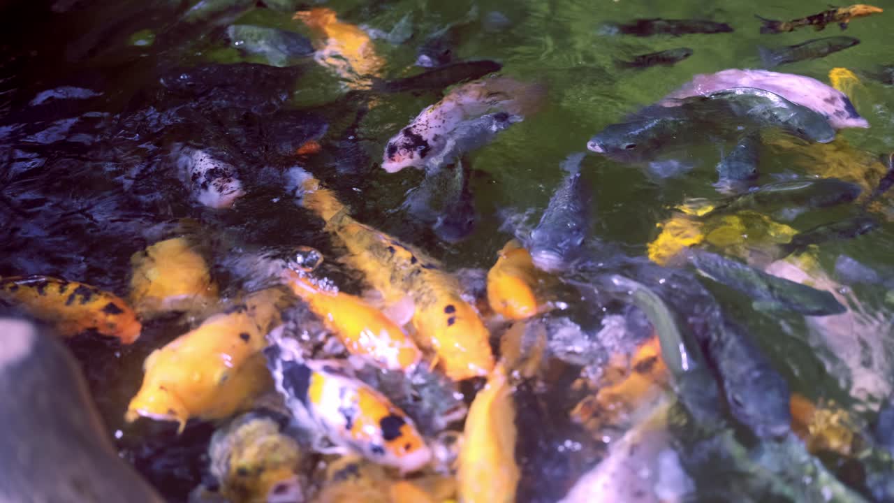 A large group of colorful Koi fish and other dark fish crowding and feeding at the surface of a pond, causing the water to splash