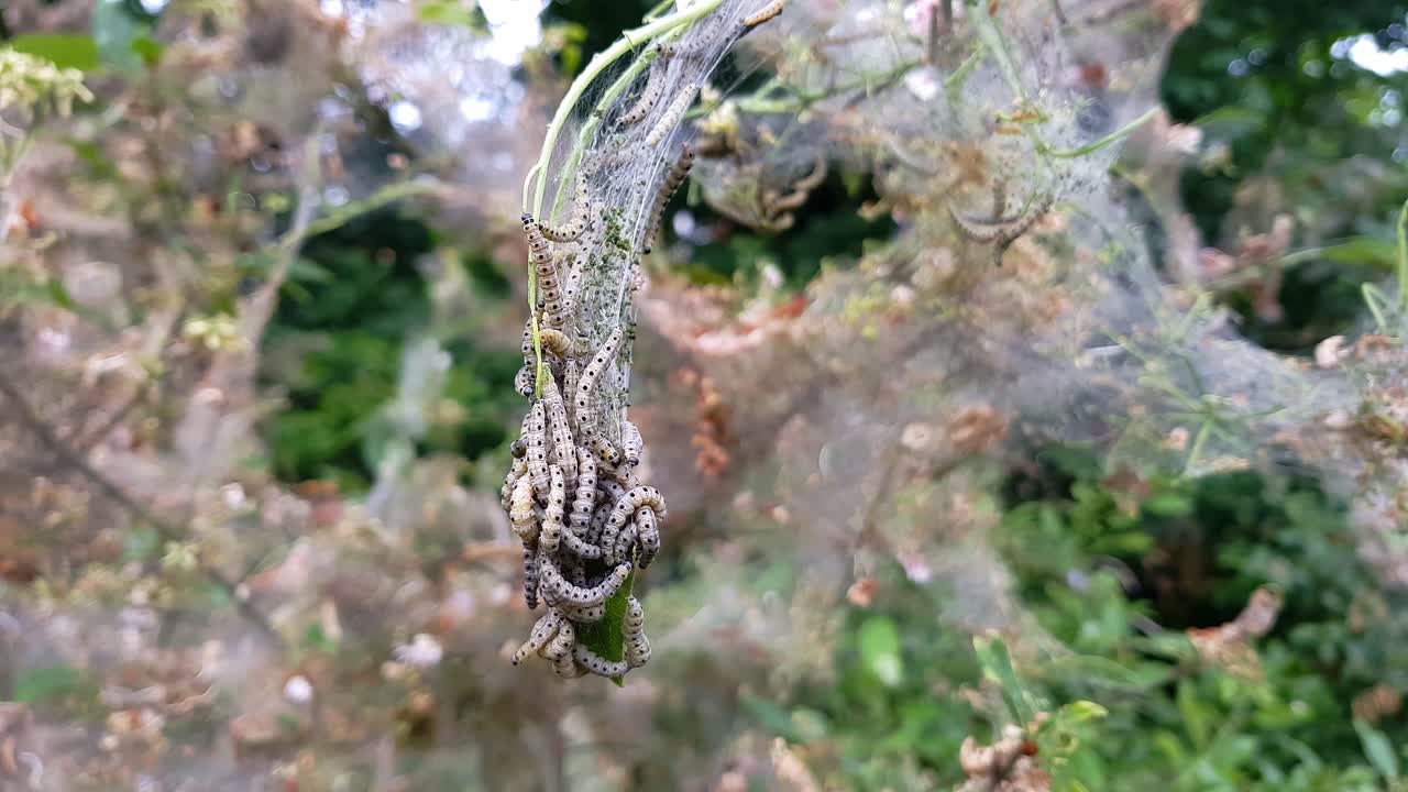 어민 나방 애벌레의 중첩 웹, yponomeutidae, 나무 가지에 매달려