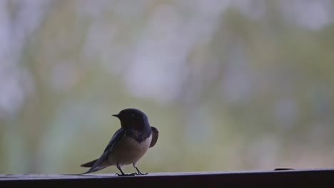 Primer-Plano-De-Una-Linda-Golondrina