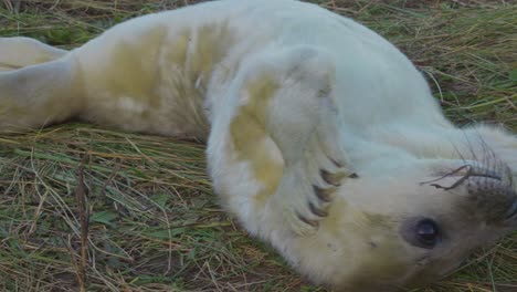 Temporada-De-Cría-De-Focas-Grises-Del-Atlántico,-Revelando-Cachorros-Recién-Nacidos-Con-Pelaje-Blanco,-Madres-Cuidándose-Y-Uniéndose-Bajo-El-Cálido-Sol-De-La-Tarde-De-Noviembre