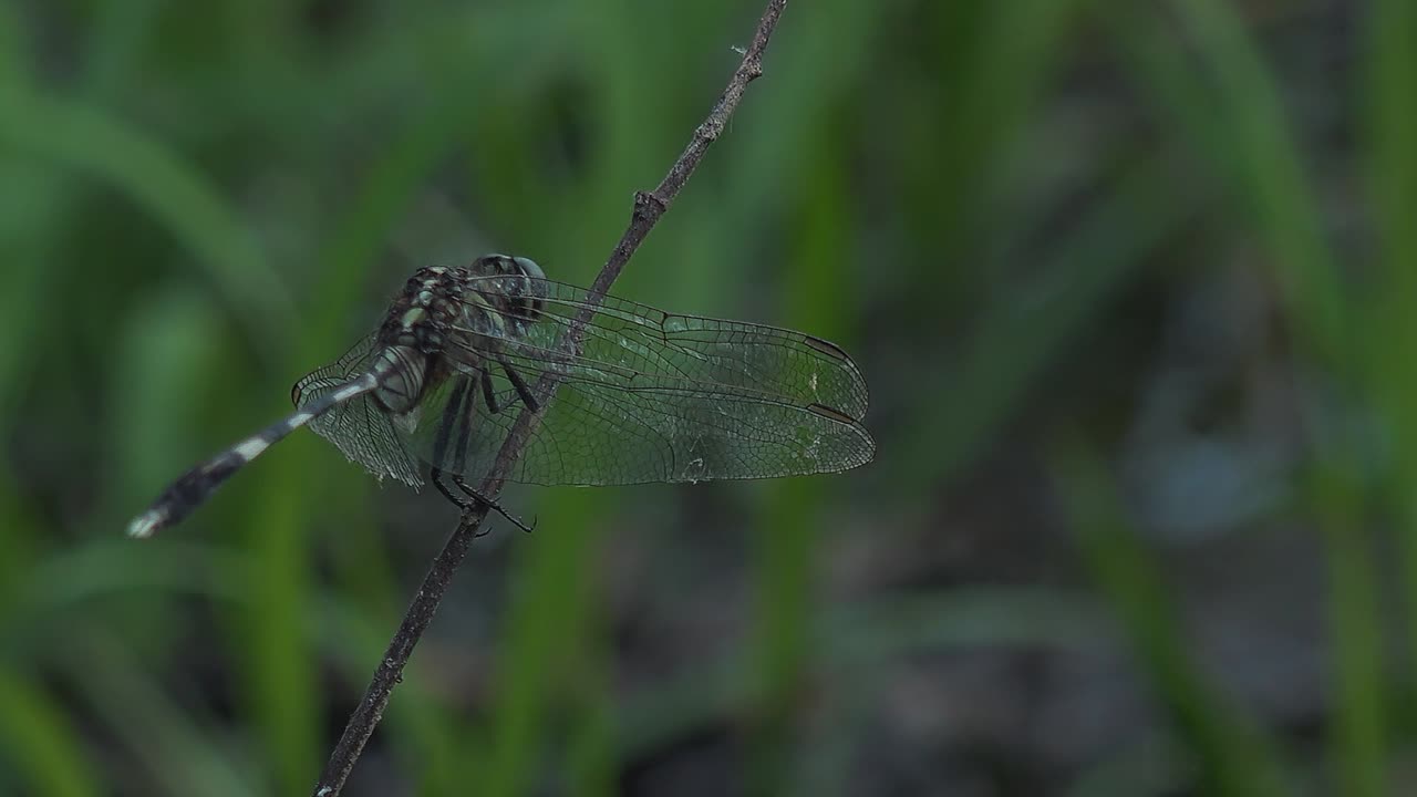 disparo medio de una libélula verde posada en una rama