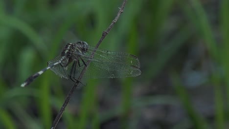 medium shot of a green dragonfly perched on a branch