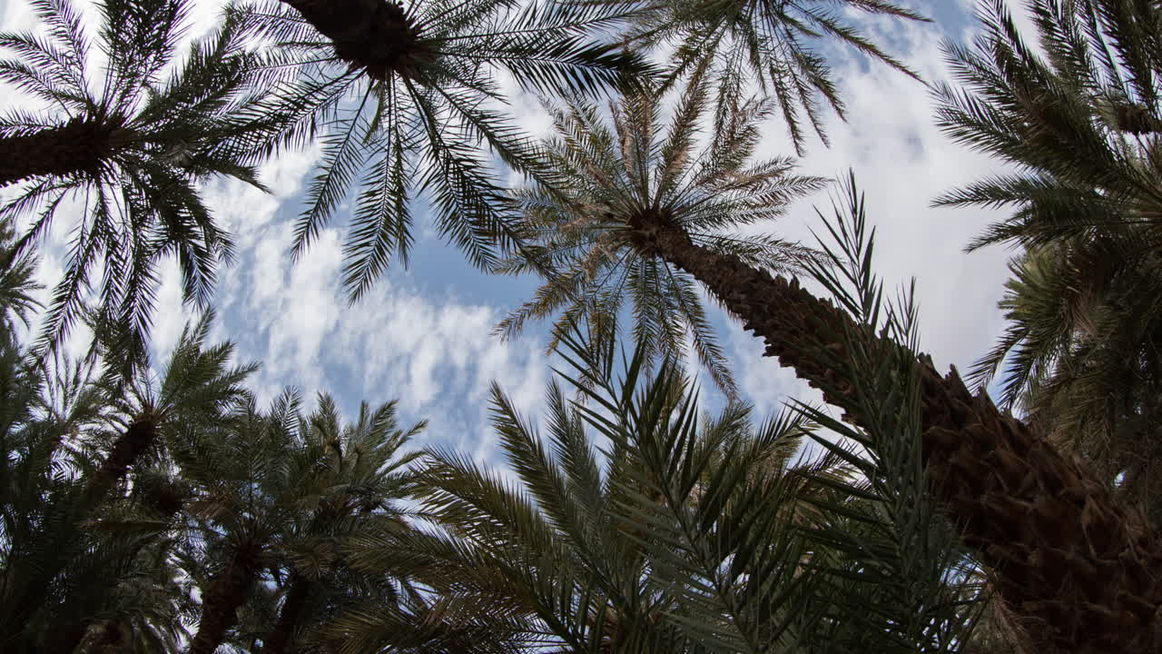 Zagora Palms 00