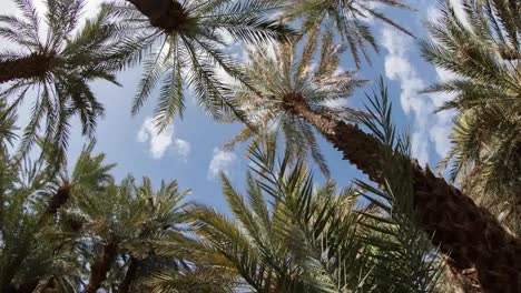 Zagora-Palms-00