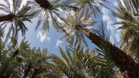 palmeras zagora 00