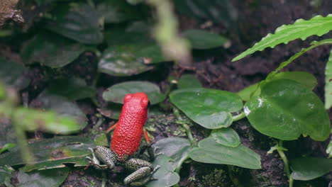 granular poison frog holding still in corcovado national park, costa rica