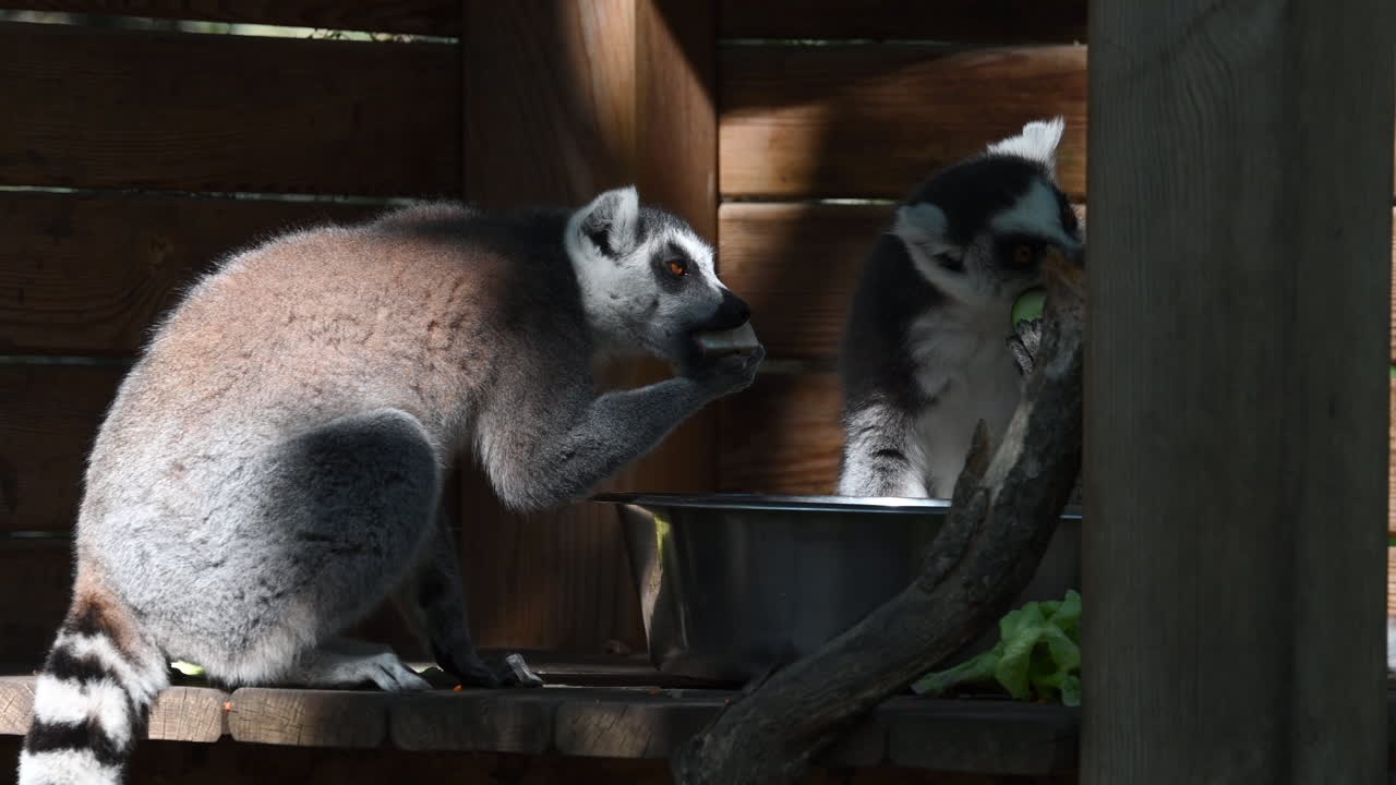 dos lémures comen queso de una caja de metal en un refugio de madera en un zoológico