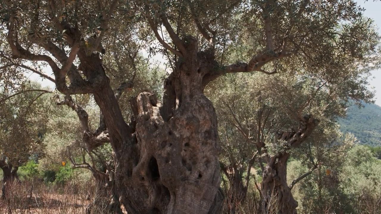 Tronco nodoso di un antico ulivo che si erge in un uliveto illuminato dal sole nella Maiorca rurale, Spagna.