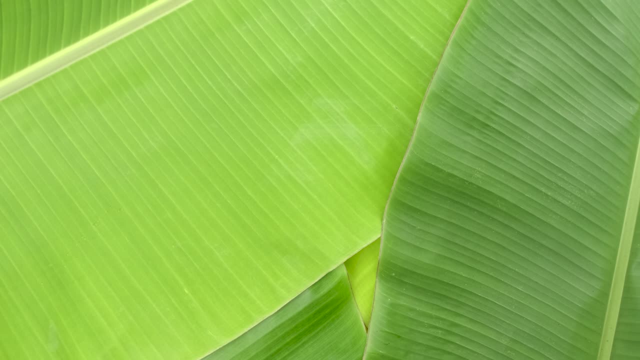 Rotate shot of green banana leaves surface
