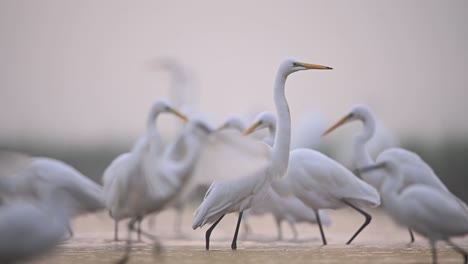 flock of great egrets in misty morning