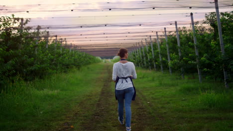 woman farmer walking checking organic crop in sunset greenhouse plantation.