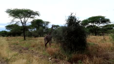 La-Jirafa-Se-Escapó-Del-Coche-De-Safari-Que-Pasaba,-Un-Animal-Salvaje-Escapando-A-Los-Arbustos