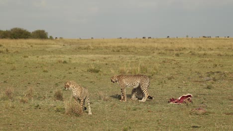 una hiena gorda robando una matanza fresca de tres guepardos jóvenes en el masai mara, kenia