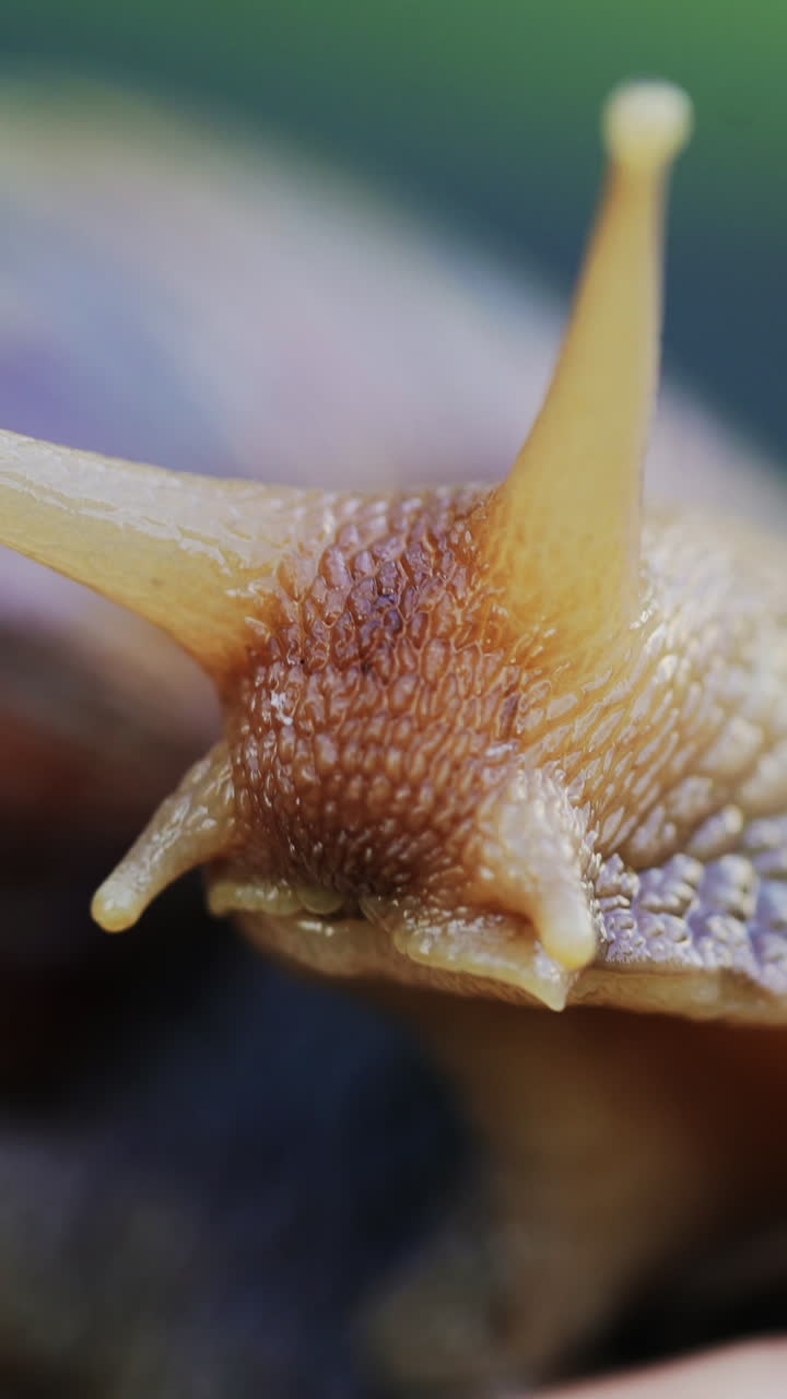 Close-up snail on the palm of a woman. Large African snails Achatina Fulica.. Vertical video
