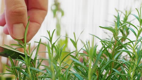 close up shot of cutting green fresh organic home grown rosemary with scissors