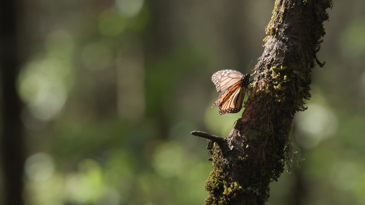 una mariposa monarca sola subiendo lentamente a la rama de un árbol en la reserva de la biosfera de la mariposa monarca en méxico
