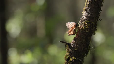 a single monarch butterfly slowly climbing up the branch of a tree in the monarch butterfly biosphere reserve in mexico