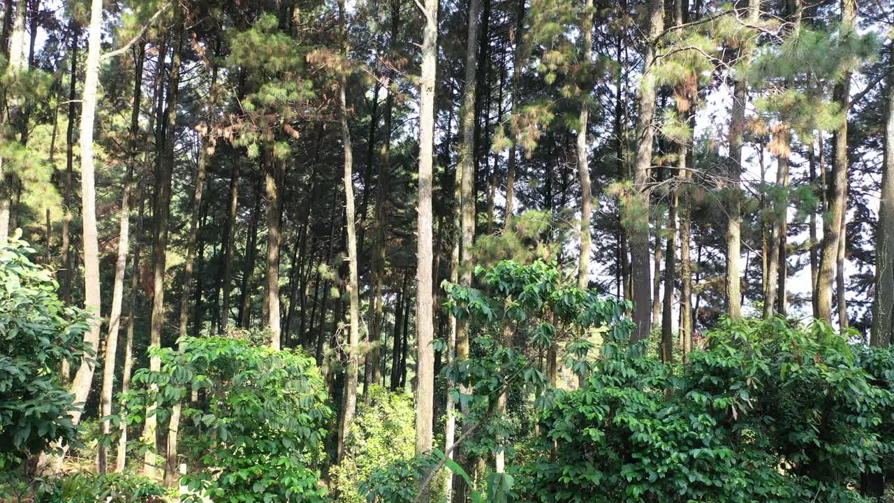 숲과 산의 풍경