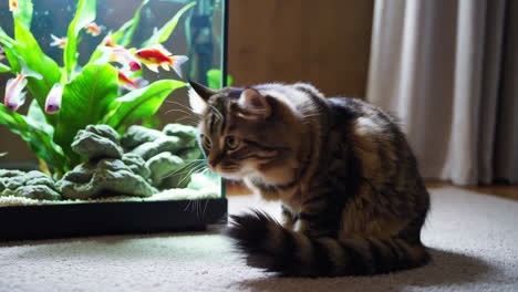 cat watching fish in aquarium