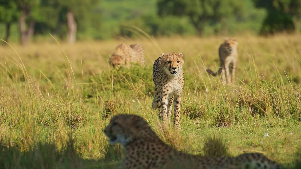 movimiento lento de los cachorros de guepardo jóvenes caminando en las llanuras de sabana en kenia áfrica para unirse a la madre, la familia en masai mara paisaje de sabana en masai mara, animales de safari de vida silvestre africana