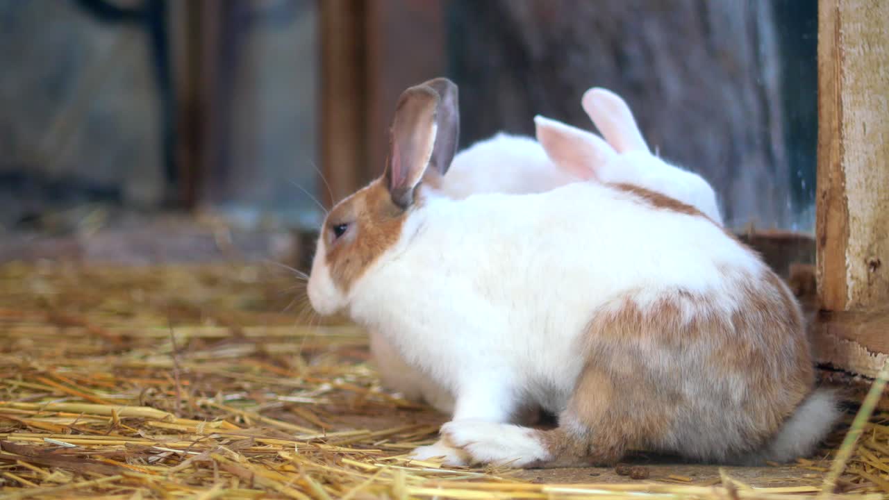 Two Rabbits Grooming Each Other in a Barn