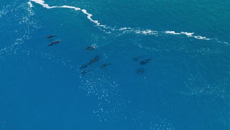 grupo de delfines nadando en las aguas de la costa de tahití