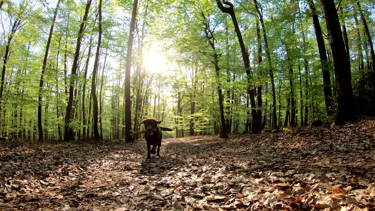 숲에서 달리는 리트리버, 자연 공원, 스페사르트, 4k