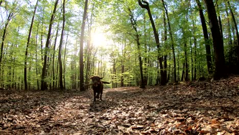 retriever correndo na floresta, parque natural spessart, 4k