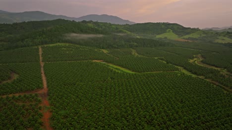 vast palm tree plantation in villa altagracia, dominican republic