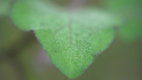 dew on the leaves of the tree