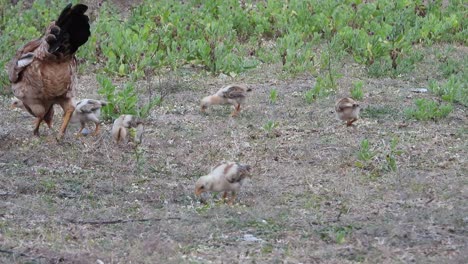 chicken-chik-eating-food-with-mom-