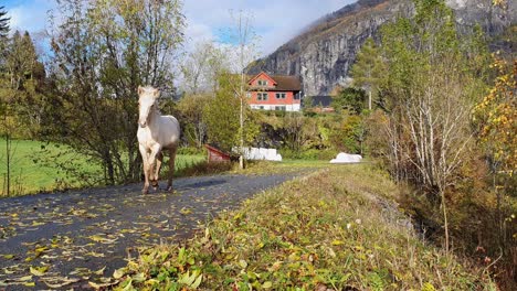 cute young white foal running on countryside road towards camera and passing in left frame - static sunny day handheld static clip at fall season in norway