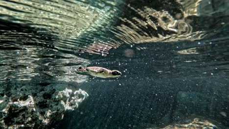 Tortuga-Verde-Bebé-Nadando-En-Un-Océano-Cristalino---Toma-Submarina