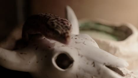 a leopard gecko climbs around its enclosure