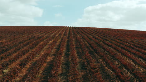 Manteniendo-La-Vida-Una-Planta-A-La-Vez