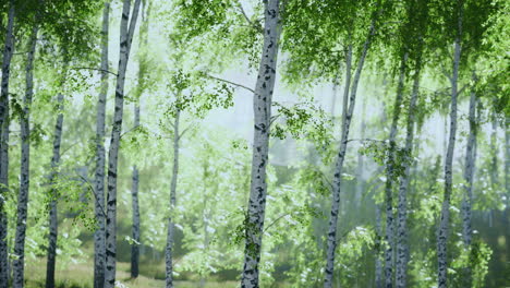 Lush green birch forest under a bright morning sun