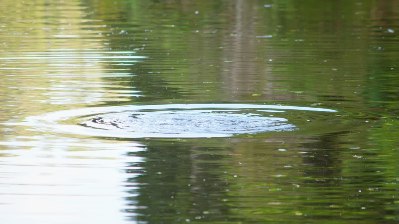 수 ⁇  파 ⁇ 고 뉴질랜드 스카우프 오리 가 침착 한 물 에 뛰어들어 뒤 에 파동 을 남기고 있다
