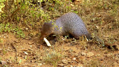 pangolin à la recherche de nourriture au sri lanka