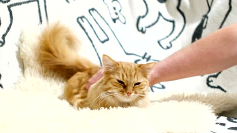 cute ginger cat lies in bed, man scratches it's neck. funny pet with pleased emotion on face