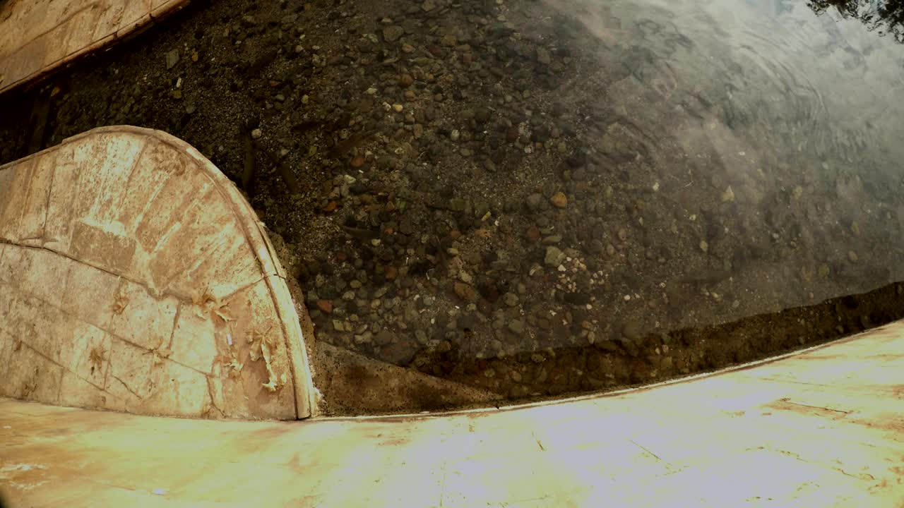 일부 카르프는 신성한 물고기의 연못 근처의 운하의 은 물에서 수영합니다.