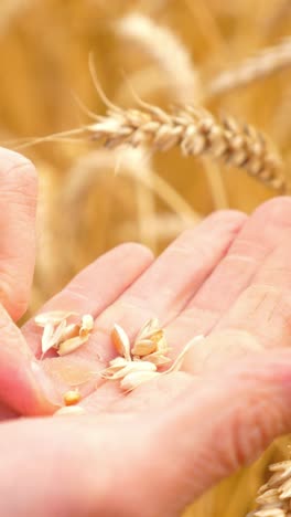 close-up of hands holding wheat seeds in a golden field showcasing agricultural practices