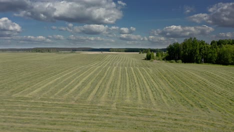 Paisaje-De-Verano-Con-Campo-De-Trigo-Verde-En-Warmia,-Polonia---Retroceso-De-Drones