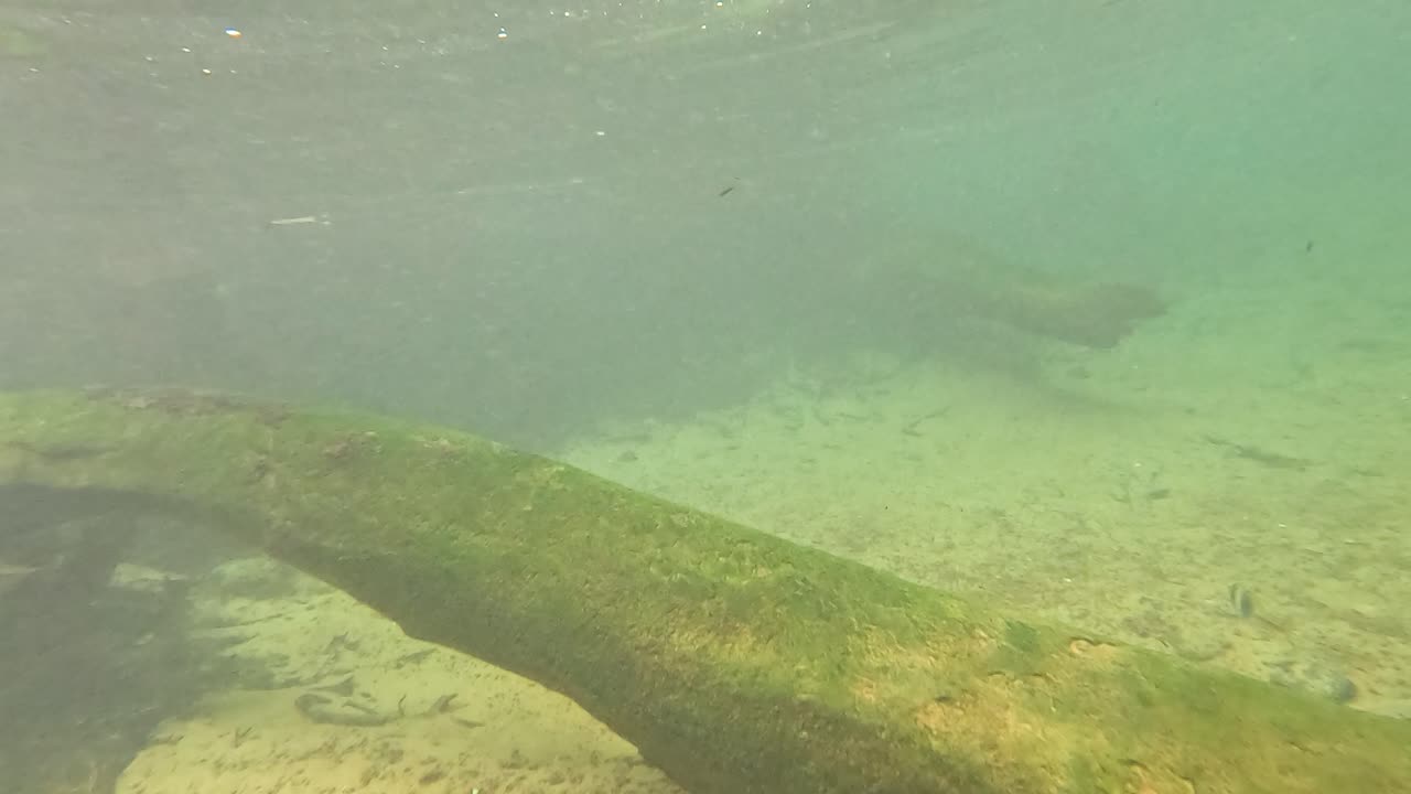 나무와 뿌리가 있는 수중 강바닥