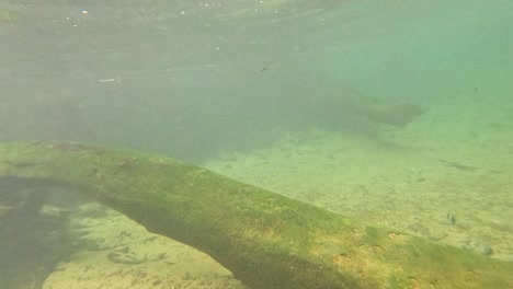 lecho de río submarino con troncos y raíces