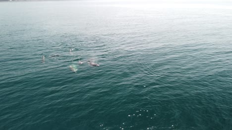 vista aérea de los delfines nadando lentamente en aguas cristalinas y tranquilas de color turquesa. gran grupo de mamíferos marinos endémicos migrando a lo largo de la costa como se ve desde arriba