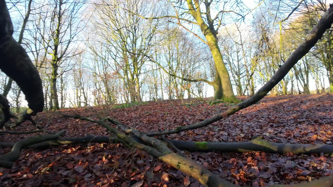 FPV drone flying through glowing sunrise fallen woodland forest trees searching autumn terrain