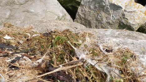 Desechos-De-Algas-Naturales-Secas-Y-Basura-De-Playa-En-La-Superficie-Rocosa-De-La-Costa-Del-Mar-A-La-Derecha