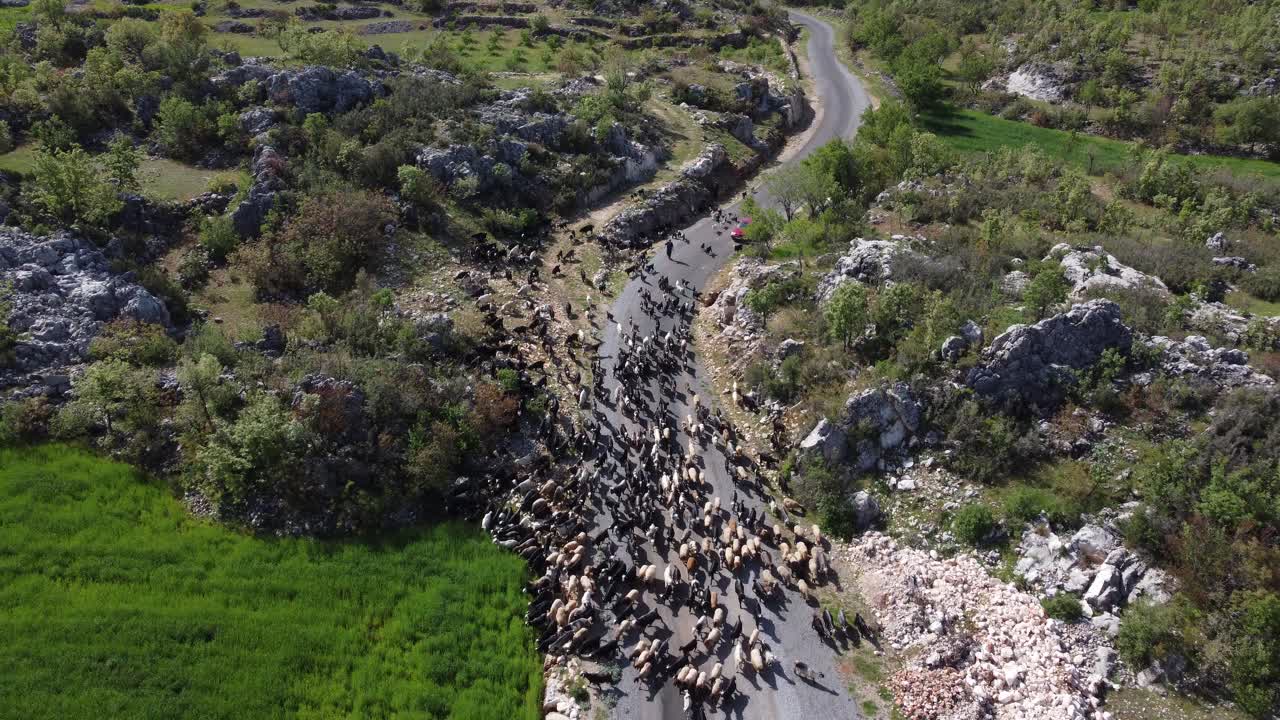 mujer pastora controlando cabras camino del bosque