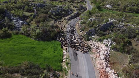 Shepherd-Woman-Controlling-Goats-Forest-Road