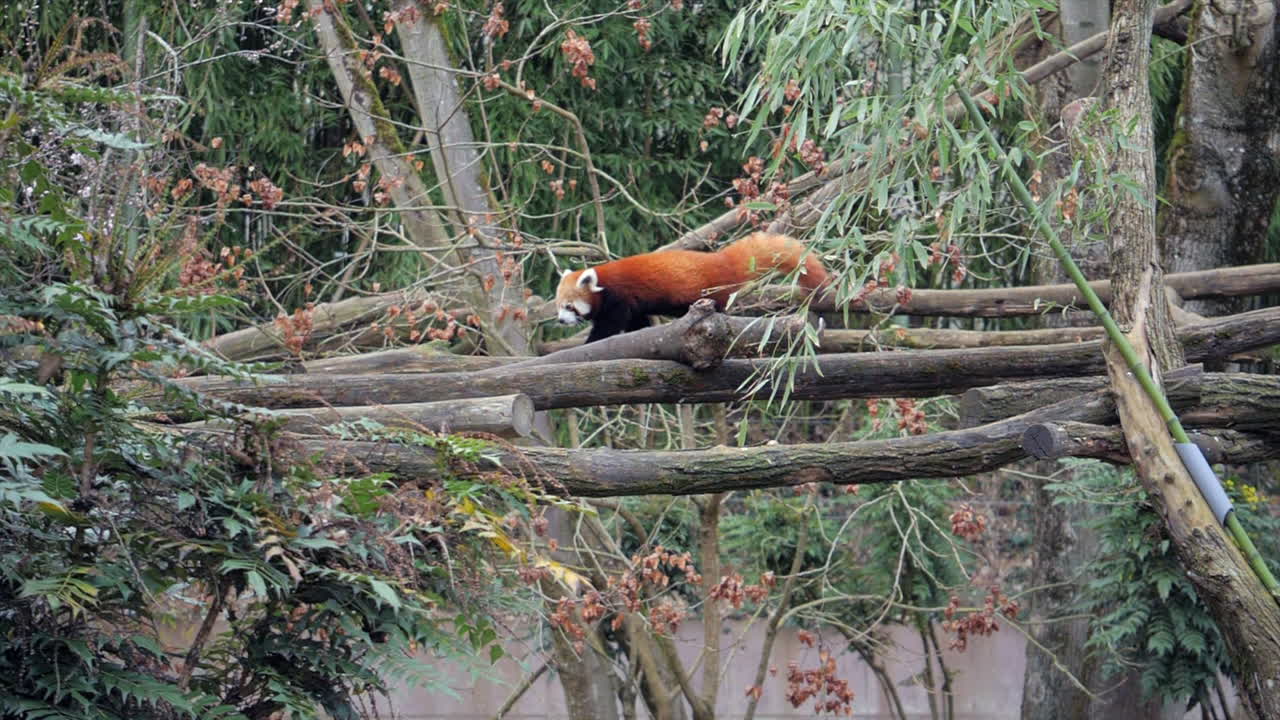 Un panda rosso nel suo habitat allo zoo. Mettiamo in risalto la sua iconica pelliccia marrone-rossiccia e i suoi agili movimenti mentre esplora un telaio da arrampicata naturalistico all'interno di una foresta montana simulata.